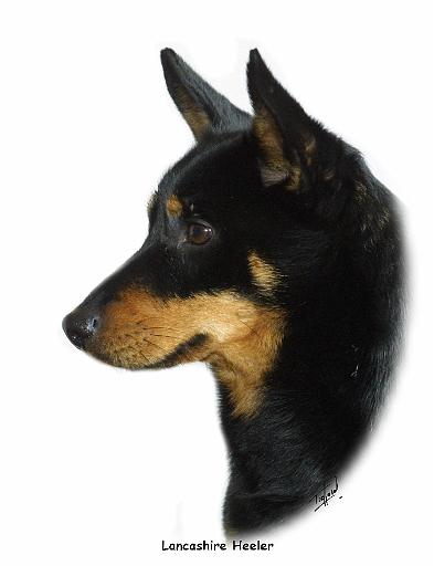Lancashire Heeler 9W085D-090_2.JPG